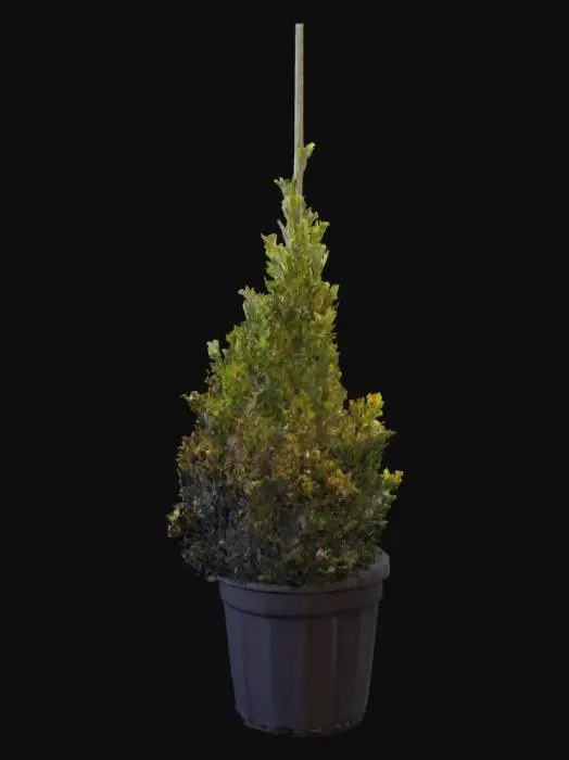 3D model for Create a realistic 3D model of a Euonymus japonicus aureomarginatus (golden euonymus) topiary shaped as a pyramid/conical form. The plant has dense green leaves with yellow variegated edges, trimmed neatly to form a symmetrical pyramid shape about 1.5 meters tall. A thin metal rod runs vertically through the center for structural support. The plant is placed in a large black plastic nursery pot with soil. Keep the foliage natural yet cleanly trimmed, suitable for SketchUp or Blender use.