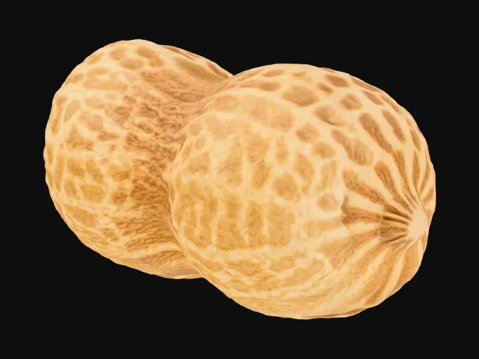 3D model for Peanut Portrait