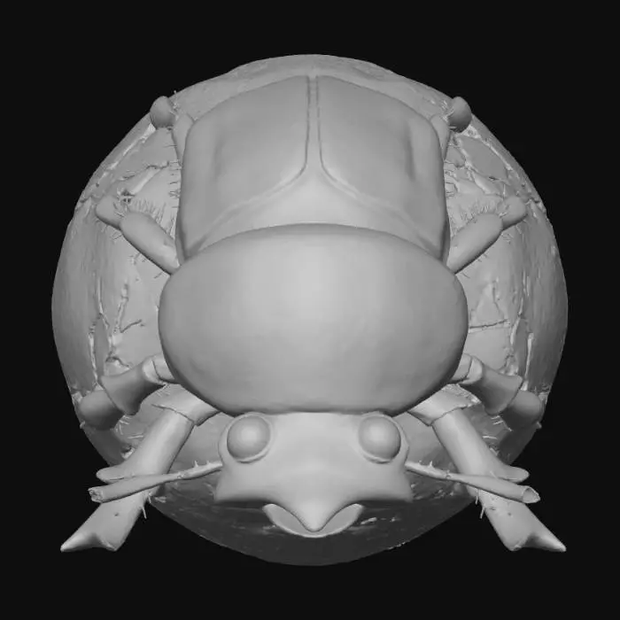 3D model for Dazzling Dung Beetle