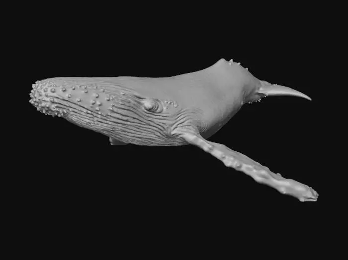3D model for Majestic Depths whale