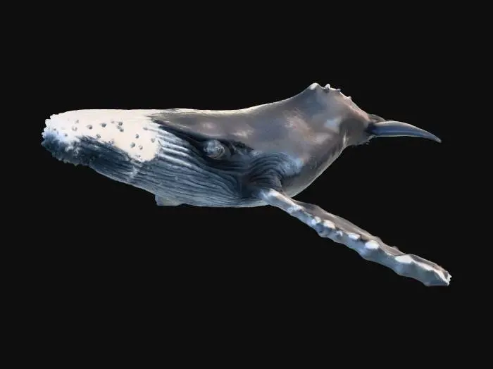 3D model for Majestic Depths whale