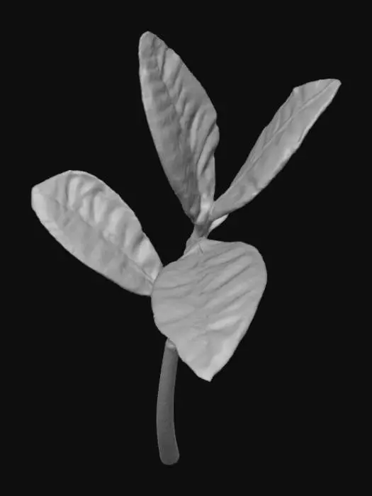 3D model for Verdant Growth