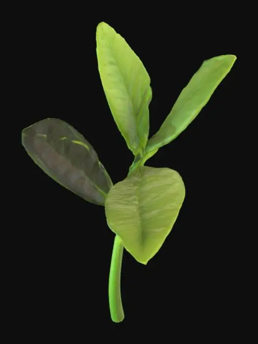 3D model for Verdant Growth