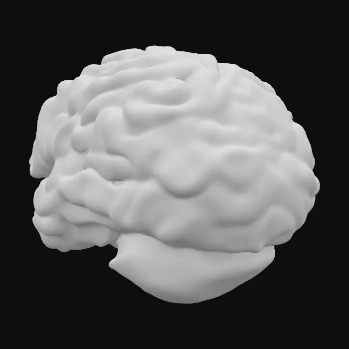 3D model for brain