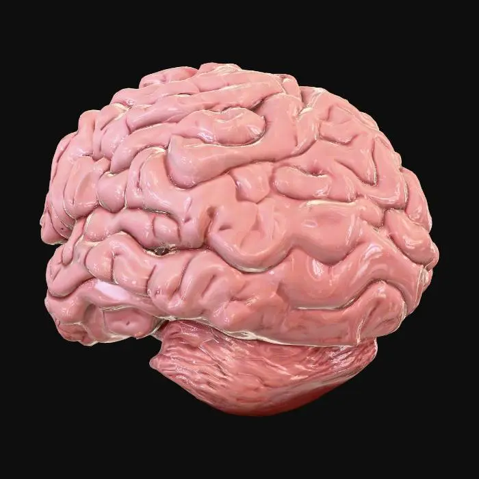 3D model for brain