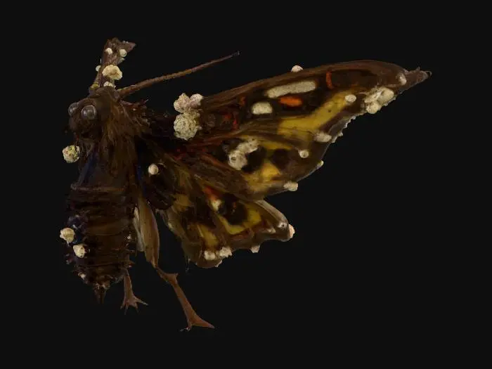 3D model for a large moth with zombie parasite infestation and fungal growth 