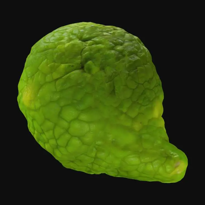 3D model for Kaffir Lime Close-Up