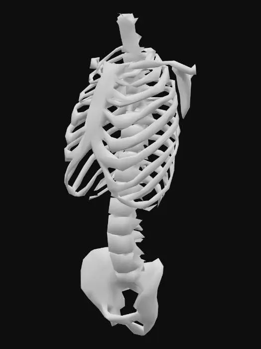 3D model for Anatomical Torso Skeleton Model