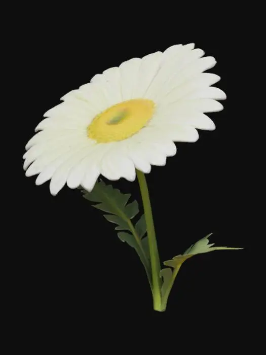 3D model for crea una margherita