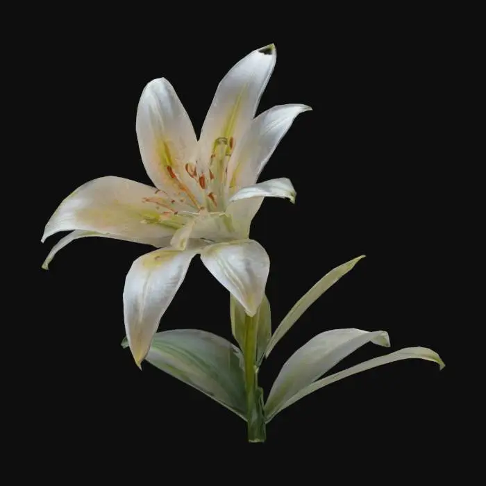 3D model for цветок лилия высокое качество без фона без подложки минимум полигонов