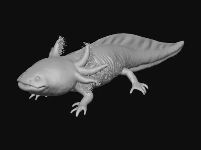 3D model for Axolotl Dream
