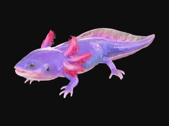 3D model for Axolotl Dream