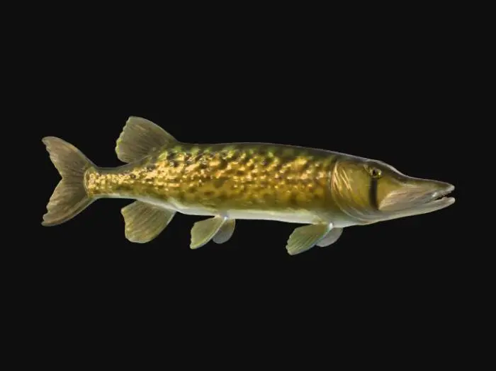 3D model for Pike Portrait