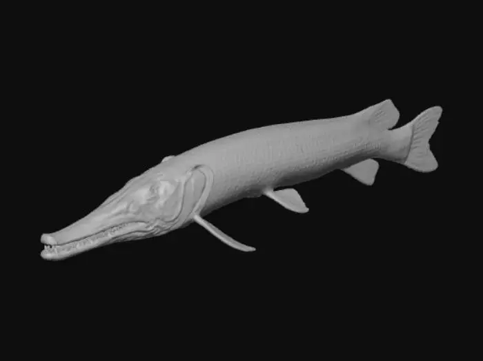 3D model for Alligator Gar