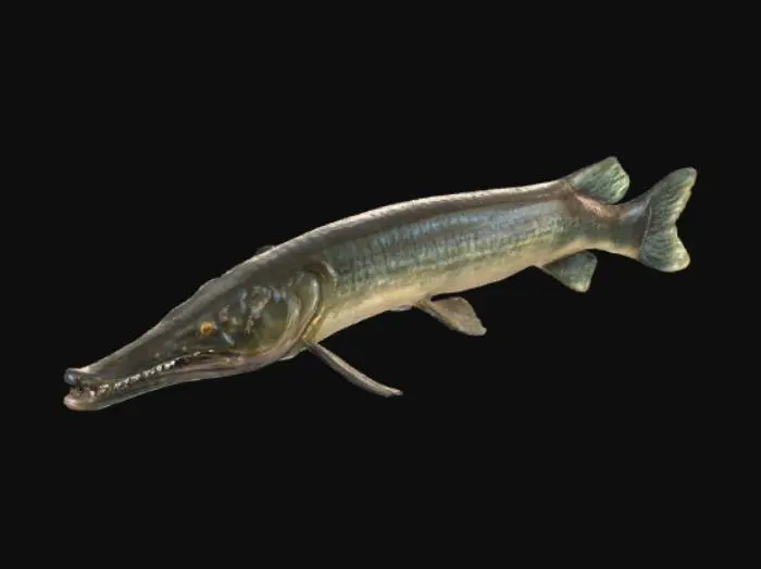 3D model for Alligator Gar