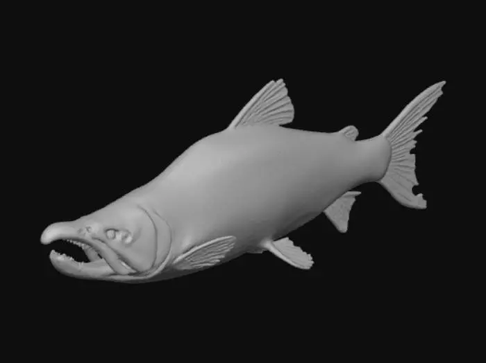3D model for Salmon Splash
