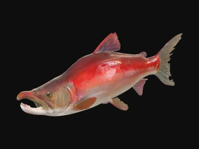 3D model for Salmon Splash