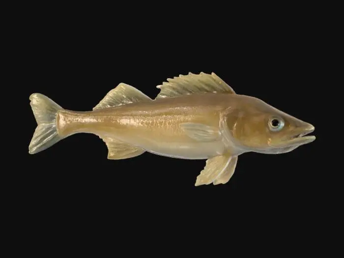 3D model for Perch Display