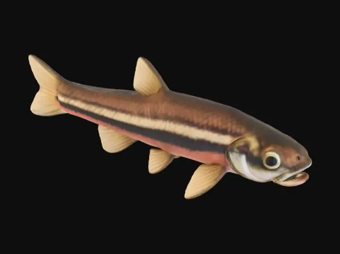 3D model for Minnow Majesty