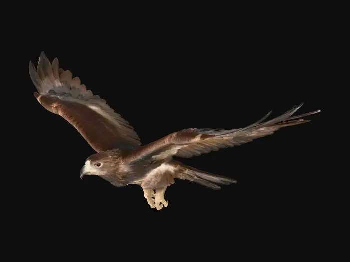 3D model for Eagle in Flight