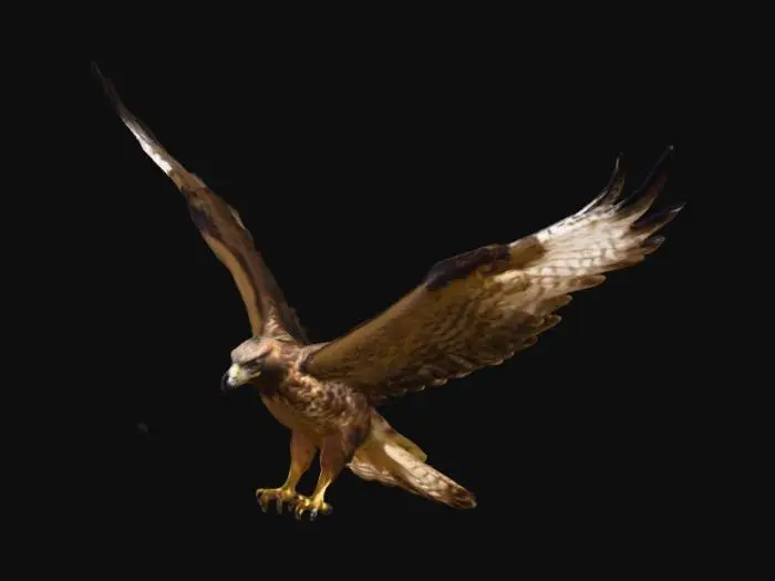 3D model for hawk attack