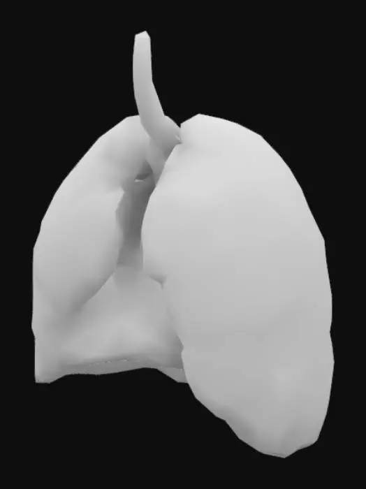 3D model for Lungs Model