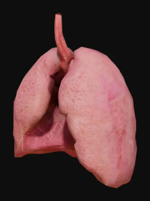 3D model for Lungs Model