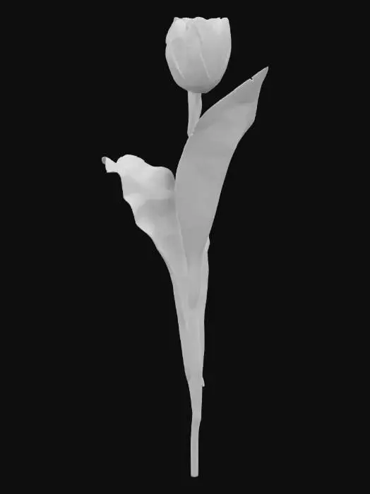 3D model for Solitary Tulip
