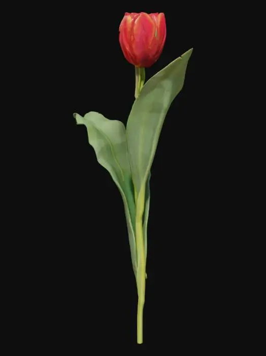 3D model for Solitary Tulip