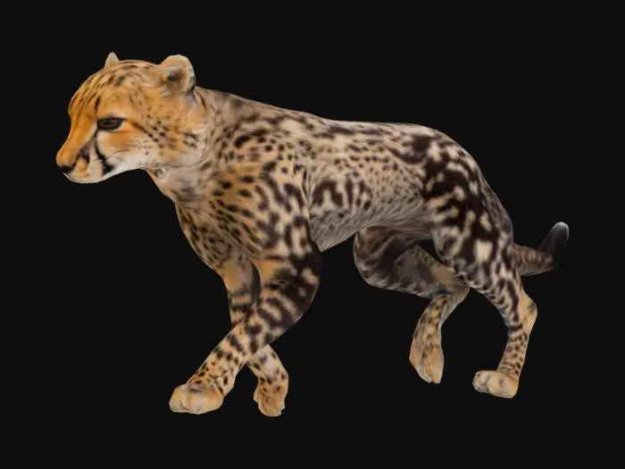 3D model for Cheetah Cub Strolls