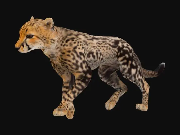 3D model for Cheetah Cub Strolls