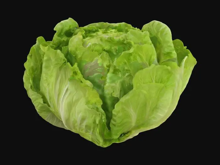 3D model for Lettuce