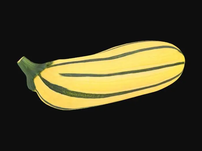 3D model for Delicata squash