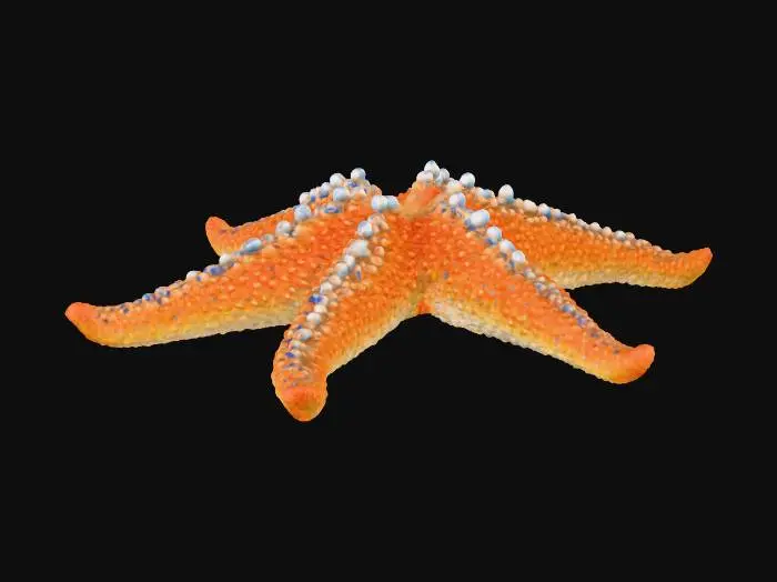 3D model for starfish