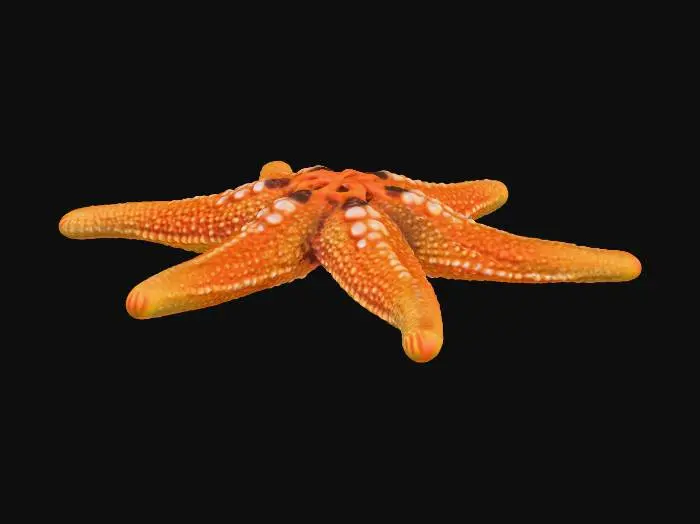 3D model for starfish