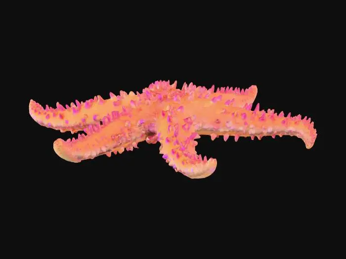 3D model for starfish