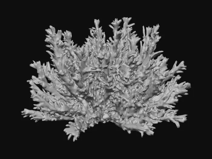 3D model for seaweed