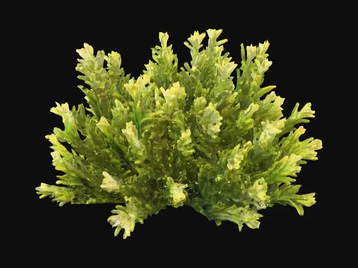 3D model for seaweed