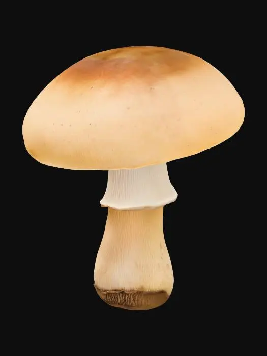 3D model for Mushroom champignon