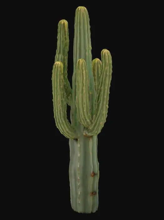 3D model for desert cactus without flowers