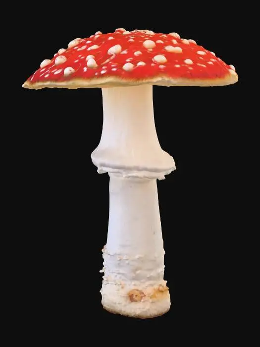 3D model for amanita muscaria