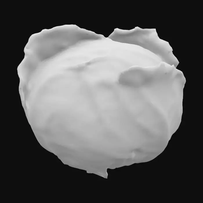 3D model for Cabbage