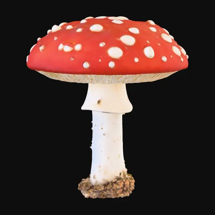 3D model for amanita muscaria
