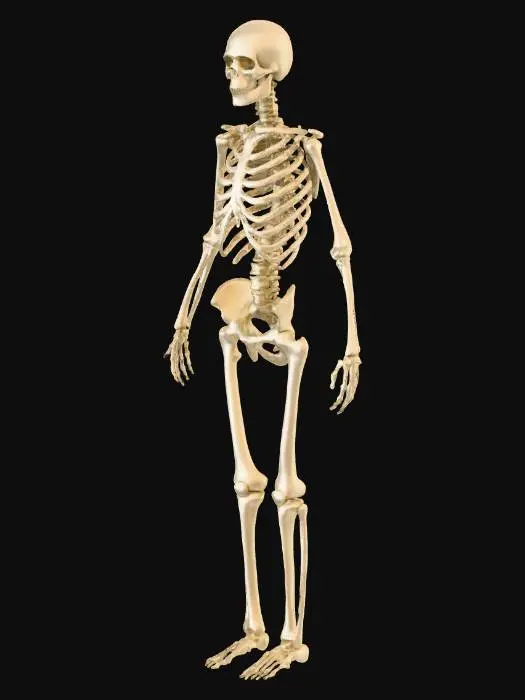 3D model for Floral Elegance