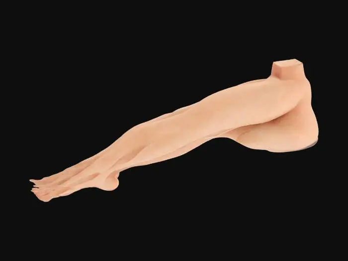3D model for Legs Elegance
