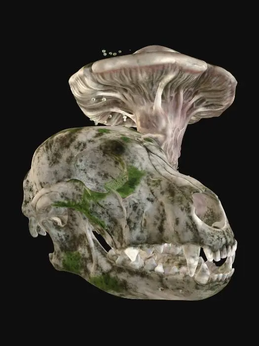 3D model for Fungal Crown