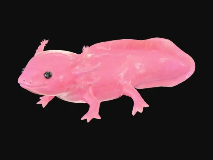 3D model for axolotl pink swimming