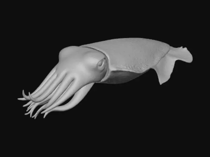 3D model for cuttlefish mesmerizing