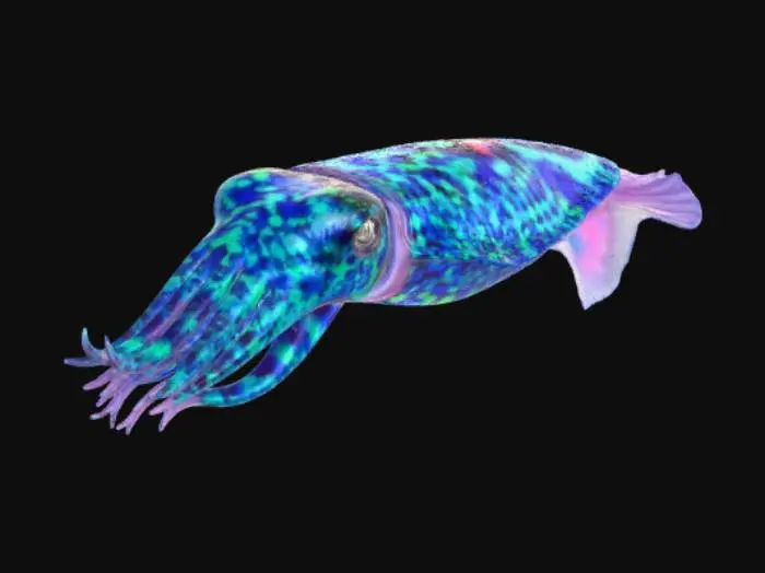 3D model for cuttlefish mesmerizing
