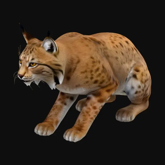 3D model for lynx